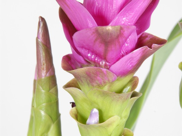 Tulipe du Siam 