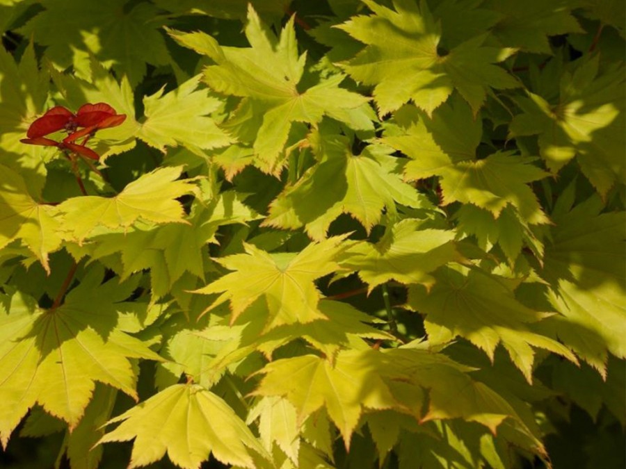 Erable du Japon Doré Acer shirasawanum 'Aureum'
