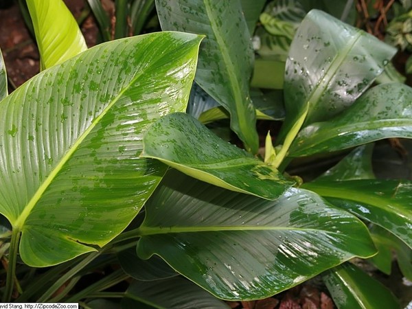 Philodendron Congo Millions