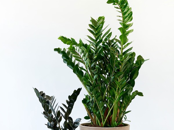 Zamioculcas