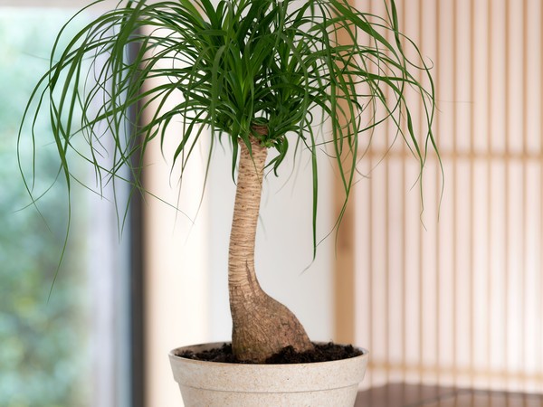 Plantes d'intérieur  Silence, ça pousse !