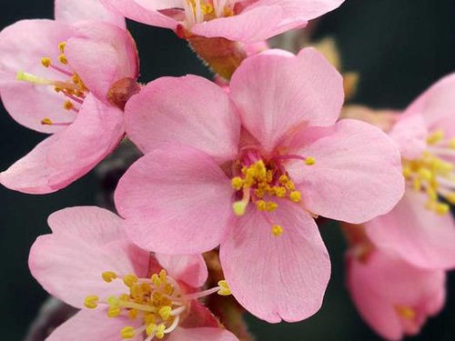 Que planter en Mars ? 