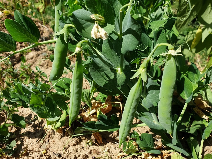 Faites pousser des petits-pois en famille !