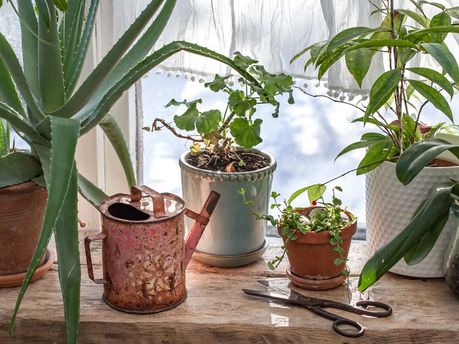 Rapprocher les plantes de la lumière