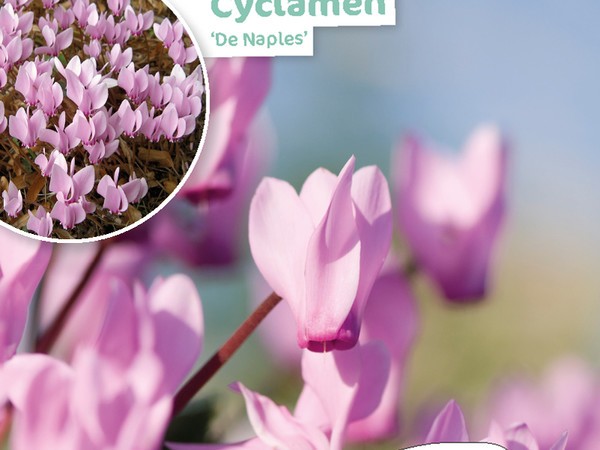 Cyclamen de Naples 