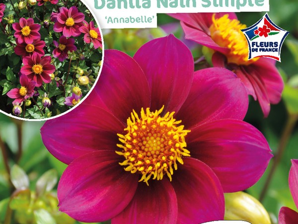 Dahlia Nain simple Annabelle 