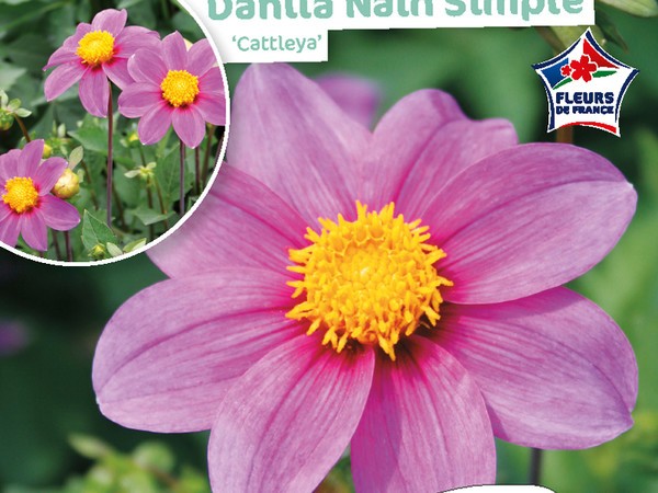 Dahlia Nain simple Cattleya