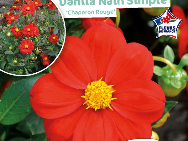Dahlia Nain simple Chaperon Rouge