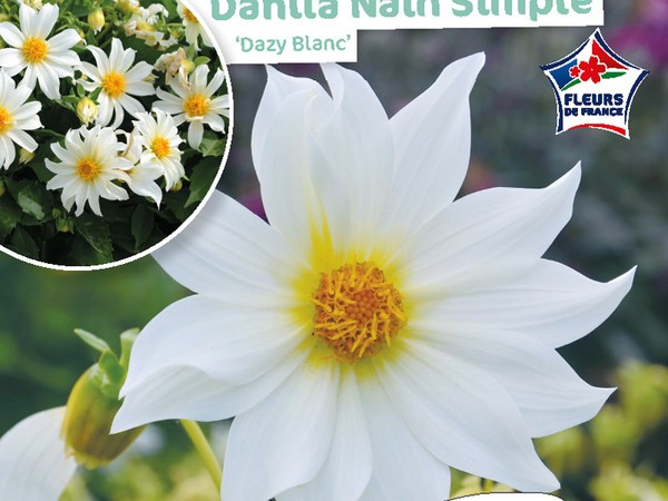 Dahlia Nain simple Dazy Blanc