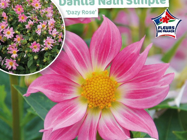 Dahlia Nain simple Dazy Rose