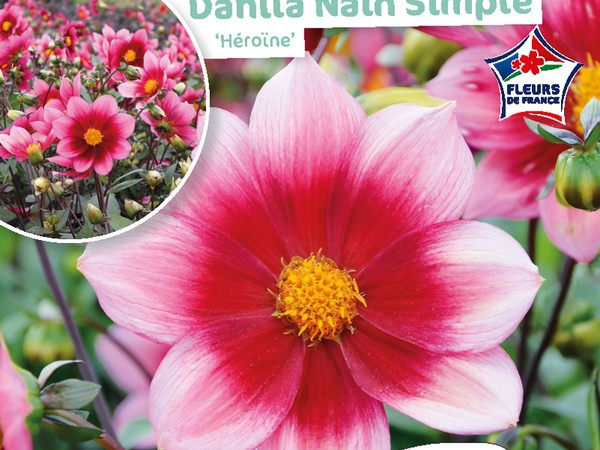 Dahlia Nain simple Héroïne