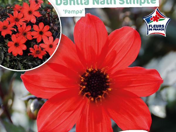 Dahlia Nain simple Pampa