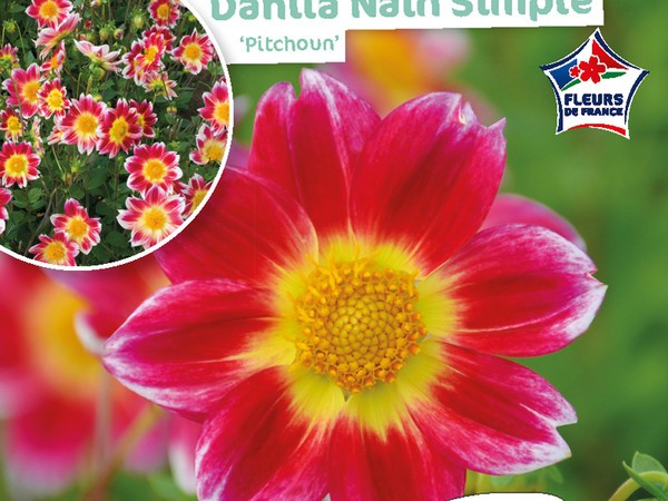 Dahlia Nain simple Pitchoun