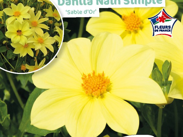 Dahlia Nain simple Sable d'or