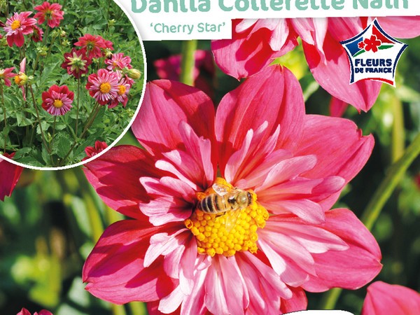 Dahlia Collerette nain Cherry Star