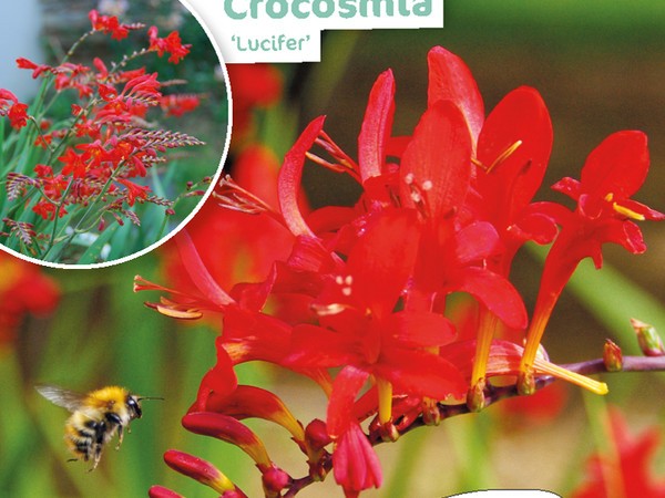 Crocosmia Lucifer