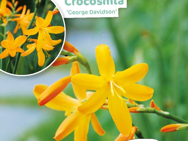 Crocosmia George Davidson