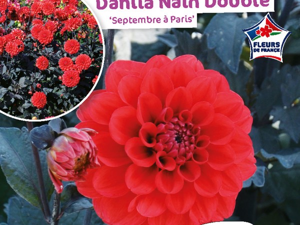 Dahlia Nain double Septembre à Paris