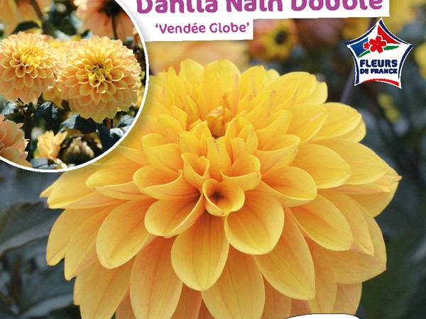 Dahlia Nain simple Pampa | Silence, ça pousse !