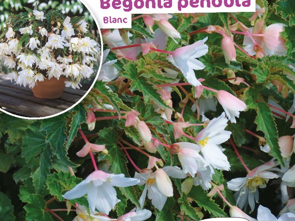 Begonia Pendula Blanc