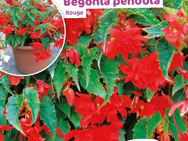 Begonia Pendula Rouge
