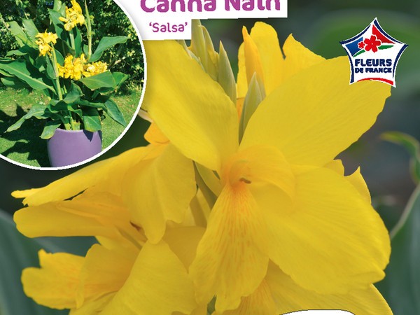 Canna Nain Salsa