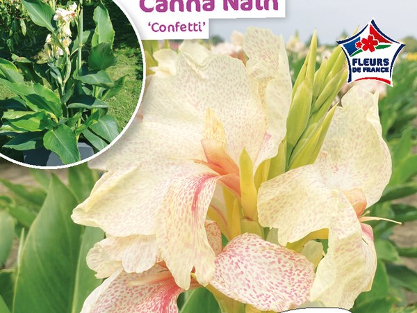 Canna Nain Confetti