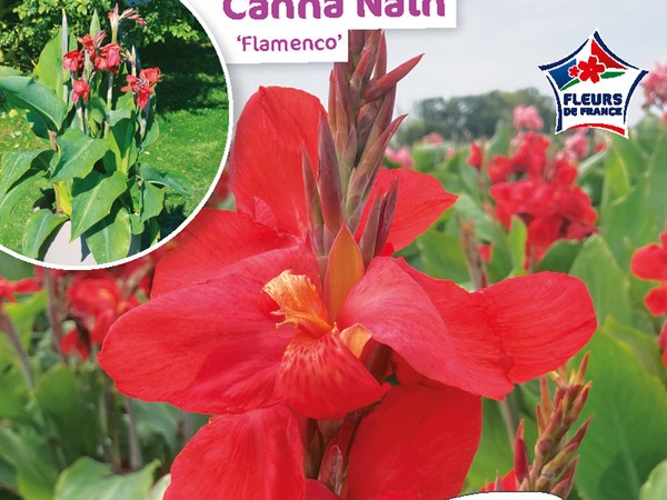 Canna Nain Flamenco