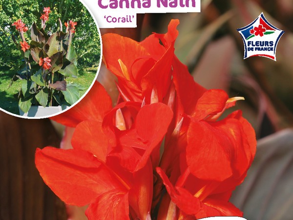 Canna Nain Corail