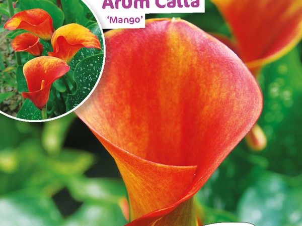 Arum Calla Mango