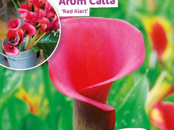 Arum Calla Red Alert