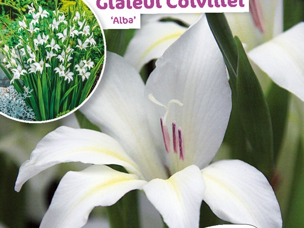 Glaïeul Colvillei Alba