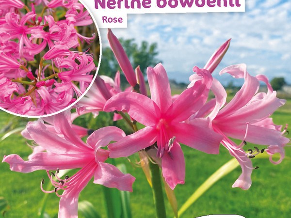 Nerine Bowdenii rose