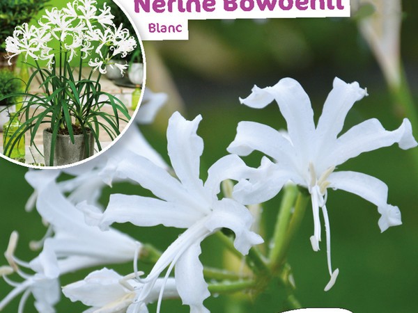 Nerine Bowdenii blanc