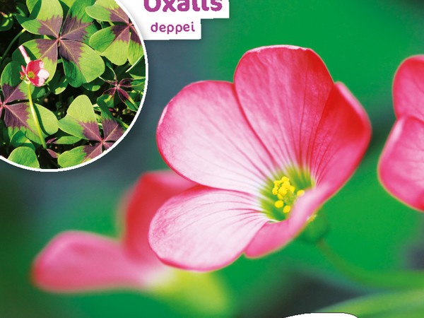 Oxalis Deppei