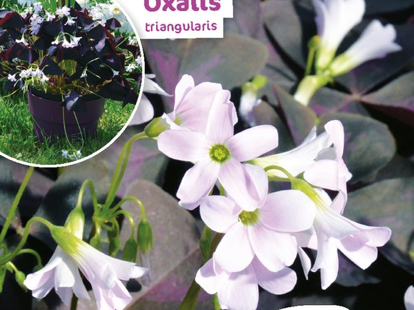 Oxalis triangularis