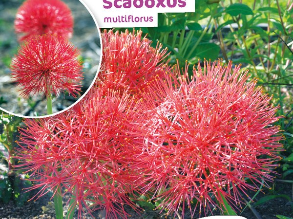 Scadoxus Multiflorus