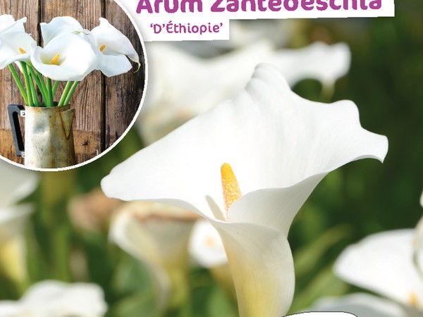 Arum Zantedeschia Ethiopie