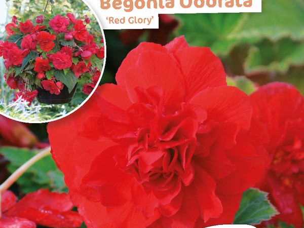 Begonia Odorata Red Glory
