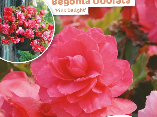 Begonia Odorata Pink Delight