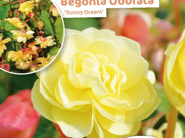 Begonia Odorata Sunny Dream