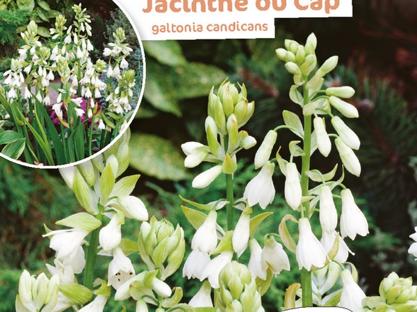 Jacinthe du cap Galtonia Candicans