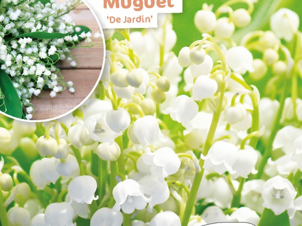 Muguet de jardin