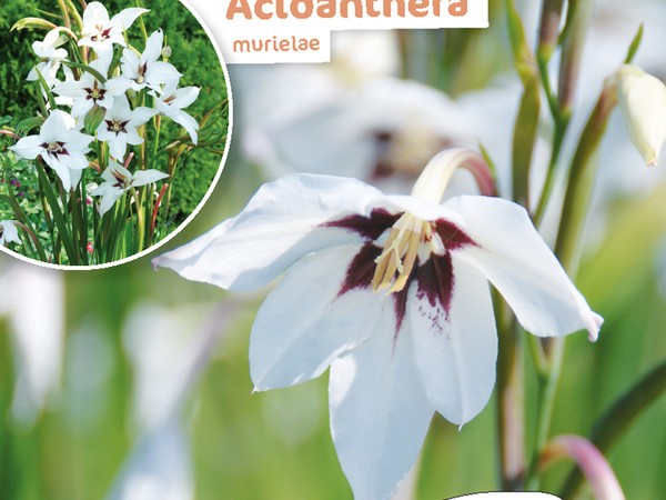 Acidanthera murielae