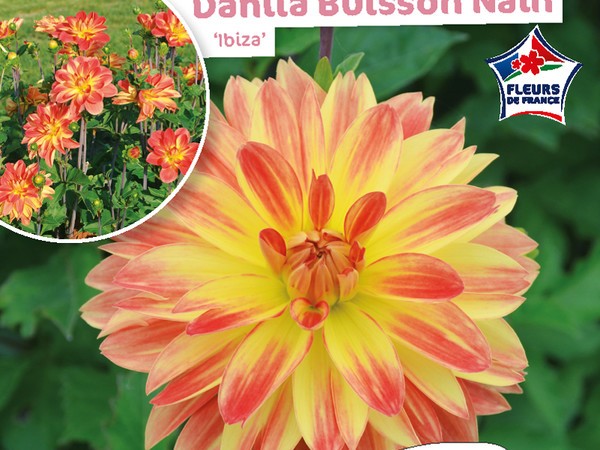 Dahlia Buisson nain Ibiza