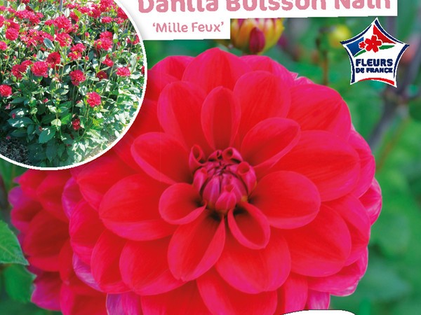 Dahlia Buisson Mille Feux