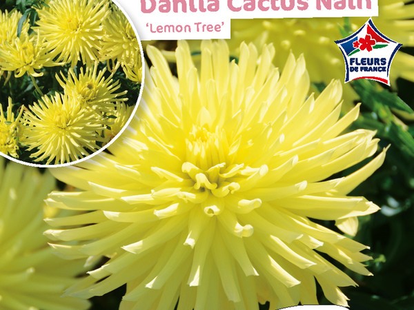 Dahlia Cactus nain Lemon Tree