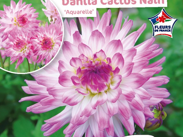 Dahlia Cactus nain Aquarelle