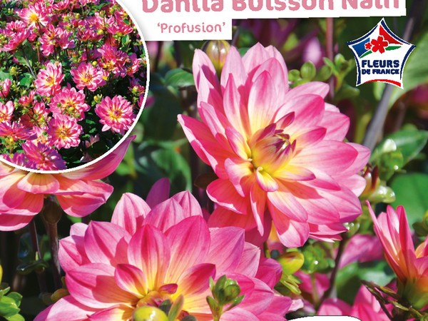 Dahlia Buisson nain Profusion