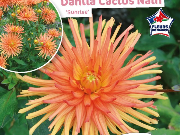 Dahlia Cactus nain Sunrise